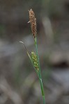 Mead's sedge