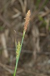 Mead's sedge