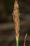 Mead's sedge