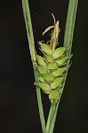 Mead's sedge