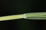 Mead's sedge