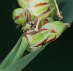 Mead's sedge