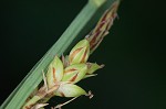 Mead's sedge