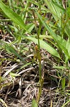 Littletooth sedge