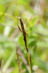 Littletooth sedge