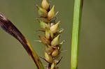 Littletooth sedge