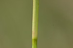 Littletooth sedge