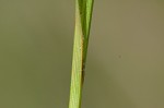 Littletooth sedge