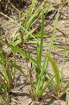 Littletooth sedge