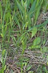 Littletooth sedge