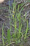 Littletooth sedge