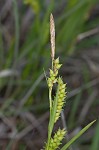 Littletooth sedge