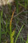 Littletooth sedge