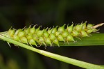 Littletooth sedge