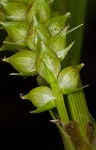 Littletooth sedge