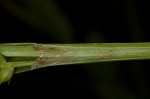 Littletooth sedge