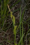 Littletooth sedge