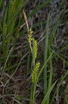 Littletooth sedge