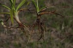 Littletooth sedge