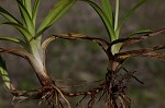 Littletooth sedge