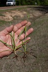 Littletooth sedge