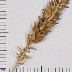 Littletooth sedge