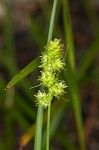 Muhlenberg's sedge