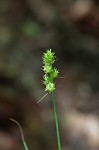 Muhlenberg's sedge