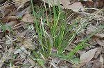 Black edge sedge