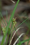 Black edge sedge