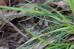 Black edge sedge