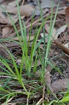 Black edge sedge