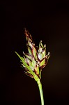 Black edge sedge