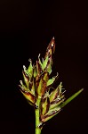 Black edge sedge