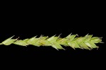 Sharpscale sedge