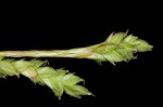 Sharpscale sedge