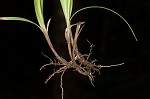 Sharpscale sedge