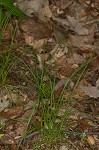 Pennsylvania sedge