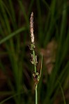 Pennsylvania sedge