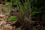 Pennsylvania sedge