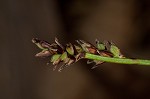 Pennsylvania sedge