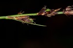 Pennsylvania sedge