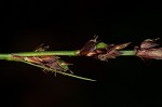 Pennsylvania sedge