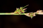 Pennsylvania sedge