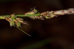 Pennsylvania sedge