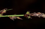 Pennsylvania sedge