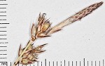 Pennsylvania sedge