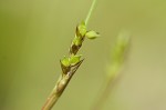 Plantainleaf sedge