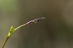 Plantainleaf sedge