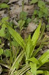 Plantainleaf sedge